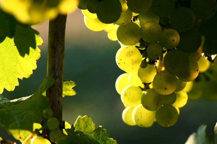 Riesling-raisin